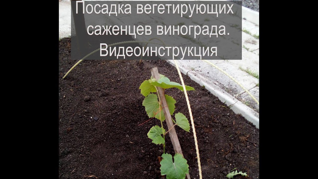 Посадка саженцев винограда. #ТриЭкоИнструкция #ТриЭкоВиноградник