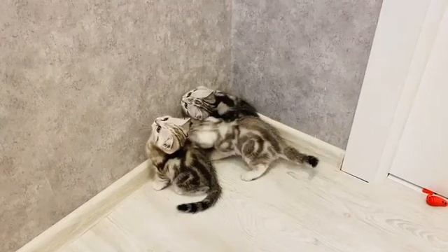 Продаются британские мраморные котят ns 22 64 смотреть онлайн