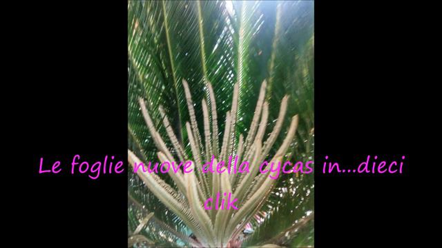 cycas foglie nuove смотреть онлайн