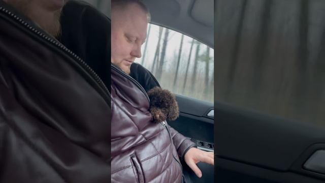 Той пудель едет домой #toypoodle #funnyvideo #dog #пудель #той #тойпудель #poodle #toy #новыйгод