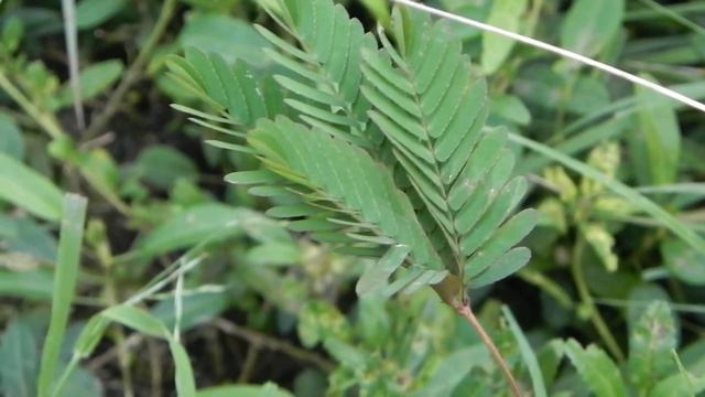 Удивительное растение - Мимоза стыдливая смотреть онлайн