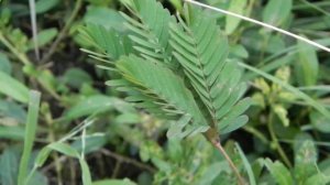 Удивительное растение - Мимоза стыдливая