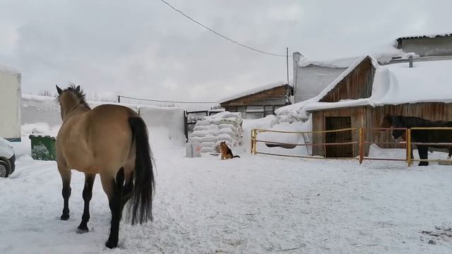 Обучение Дарчи. 43 выпуск. Как научить лошадь ходить на кордео и виртуальной корде. смотреть онлайн