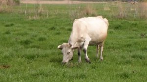 Первый день на пастбище. Спасаем от овода, мошки и мух. The first day in the pasture.