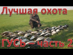 Лучшая охота по гусю часть №2. Десятки налетов. The best goose hunt, part 2. 4K