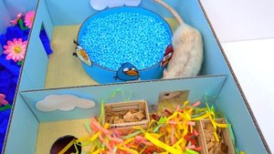 Крыса Дамбо в лабиринте Злые Птички ? Хомура Хам Питомцы