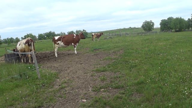 Что же было с Яной ? Более качественно о новом пастбище . смотреть онлайн