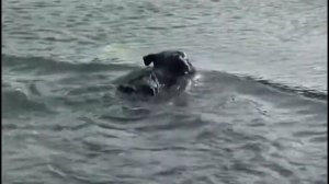 Русский чёрный терьер. ZooPlace.Ru