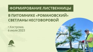 Формирование лиственницы в питомнике "Романовский"