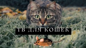 ТВ для кошек. Видео для кошек. Белки, рыбки, медузы, червяки