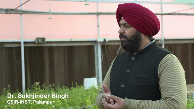 stevia Dr Sukhjinder ji Agrinatural India