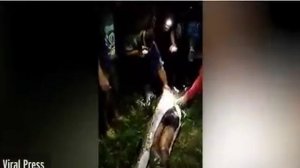 Питон съел человека (шокирующие кадры)