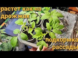 ПОДКОРМКА РАССАДЫ Когда начинать подкармливать и чем лучше. Мой опыт.