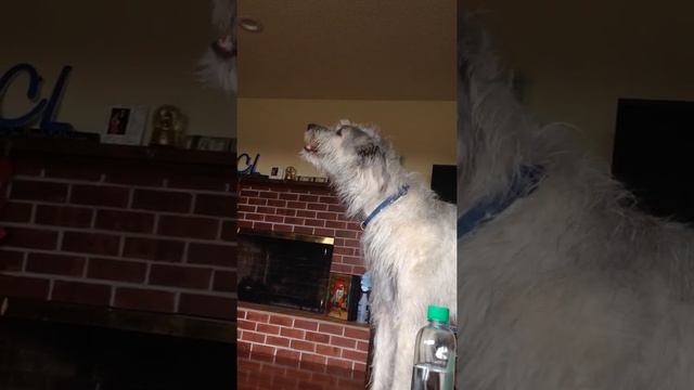 Irish wolfhound howling