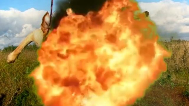 Собаки спасают людей! смотреть онлайн