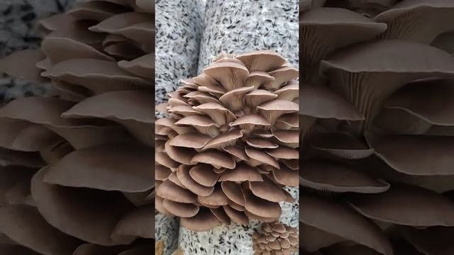 Плодоношение грибов вёшенка в теплице! смотреть онлайн