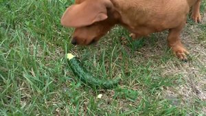 #vegan ЧТО СКАЖИТЕ НА ЭТО МЯСОЕДЫ !???