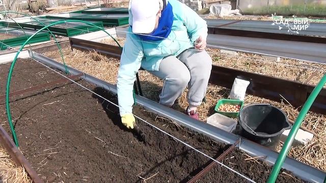 Посев лука "на гребень". Старый проверенный бабушкин способ. смотреть онлайн