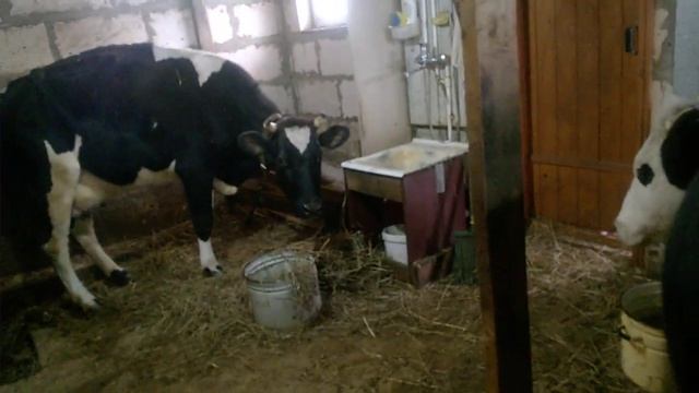 ОБЗОР НАШЕГО ХОЗЯЙСТВО/ коровы,индюки, куры, бройлера/ смотреть онлайн