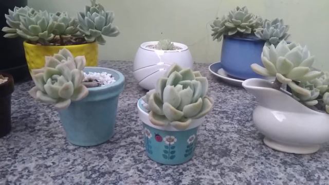 Echeveria elegans, cactos Cephalocereus senilis e Echinopsis subdenudata смотреть онлайн