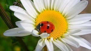 ✅ Как лечить ячмень. Как лечить ячмень в домашних условиях. Чем лечить ячмень на глазу