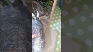 Пришла посылка из питомника ,,Розы Смол" 28.03.23