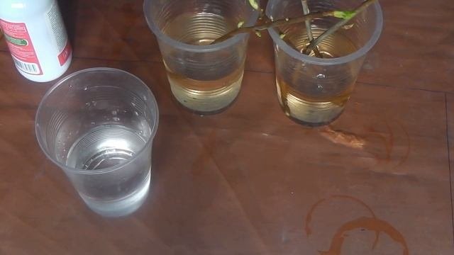 КАК ВЫРАСТИТЬ САЖЕНЦЫ СМОРОДИНЫ ЗА ТРИ-ЧЕТЫРЕ МЕСЯЦА