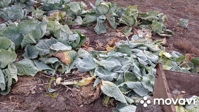 Кто ворует капусту.Урожай капусты 2021 смотреть онлайн