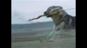 Пес барбос и мемный кросс