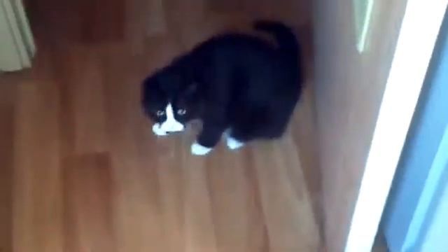 Прикол Кот и мышь смотреть онлайн