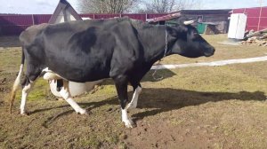 СОЛНЕЧНЫЙ ДЕНЬ КОЗЫ КОРОВА У НАС СИЛЬНЫЙ ВЕТЕР