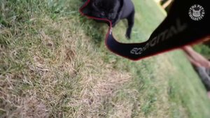 Top 30 Funniest and Cutest Pug Dog Videos Compilation