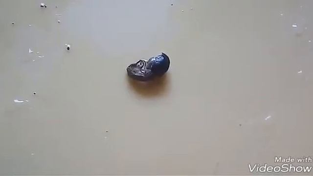 Краснокрылый палочник|вылупление из яйца смотреть онлайн