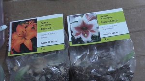 Особенности выращивания лилий на Урале. Часть 2