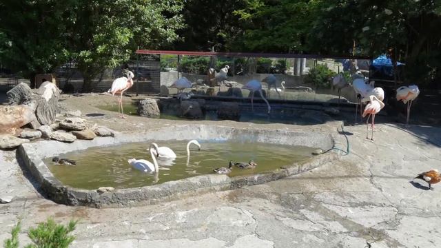 ФЛАМИНГО ХОРОШО ЖИВУТ🌸🌿 смотреть онлайн