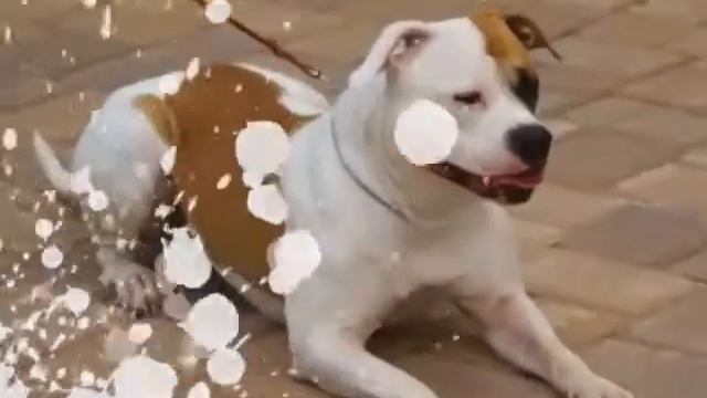 Souza's Charmed One AKA Piper смотреть онлайн