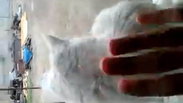 Кот хочет ласки) смотреть онлайн