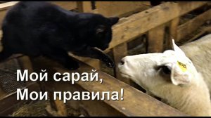 Карма настигла наглого кота: смешные животные