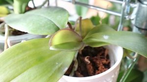 Phal. Ever Spring King × OX Black