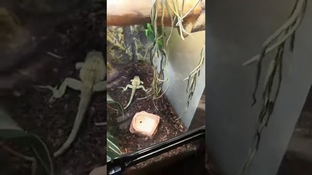 Анолис-рыцарь Лоя откладывает яйцо. Anolis-knight Loya is laying egg.