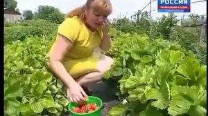 Гигантская клубника, малина и ежевика Евгений Сизон