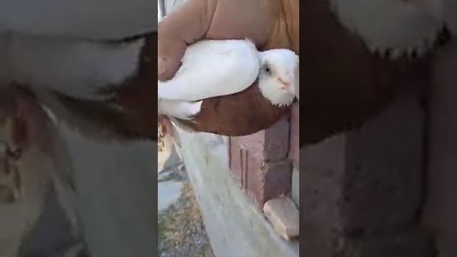 Капканы Бойные голуби смотреть онлайн