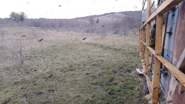 Состояние пасеки на 18.03.2018 г. Появился в семьях расплод. смотреть онлайн