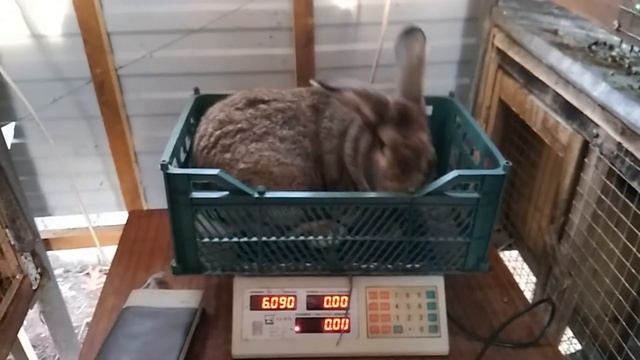 Объявление. Продажа Самца - производителя смотреть онлайн