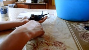 Кормление стрижа сверчками / Безопасная поилка