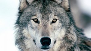 Гр.Арамис и Николай Ким _Валерия_