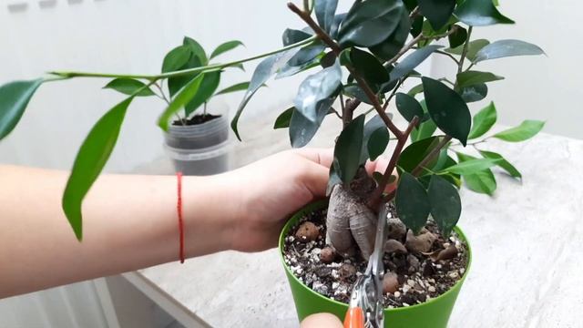 Фикус Микрокарпа Бонсай обрезка смотреть онлайн