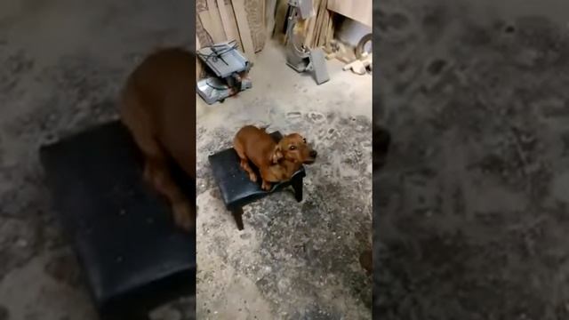 Такса Дунька смотреть онлайн