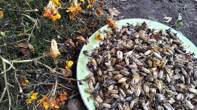 Семена Бархатцев заменят семена сидератов / Чем больше бархатцев, тем больше пользы