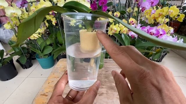 Rất Ít Người Biết Phong Lan Không Rễ Sẽ Nhanh Hồi Sinh Nhiều Rễ Theo Cách Này смотреть онлайн